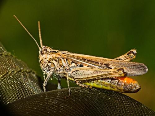 Réf. 347 724 : Chorthippus sp.